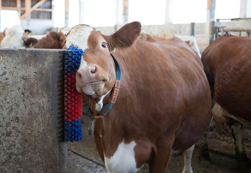 Borstel voor Paard, Rund, Geit