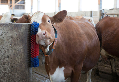 Borstel voor Paard, Rund, Geit
