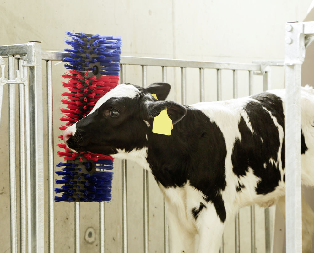 Borstel voor Paard, Rund, Geit