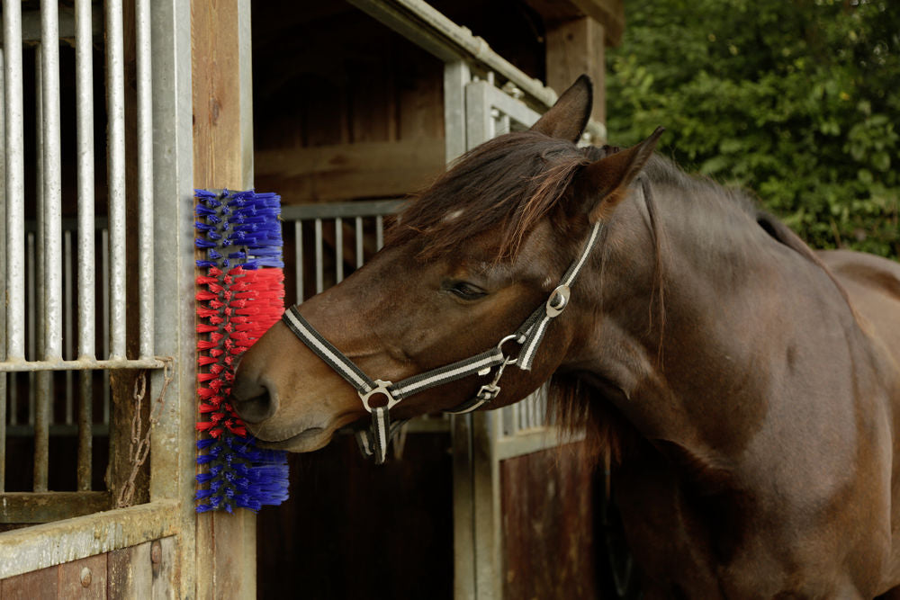 Borstel voor Paard, Rund, Geit