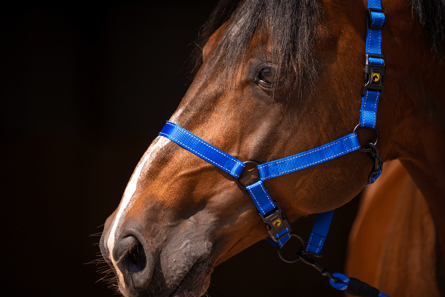 Excellent Premium Halster Blauw XS