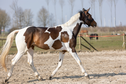 Excellent Horse Hi Gloss Glitter Spray Gold 250 ml
