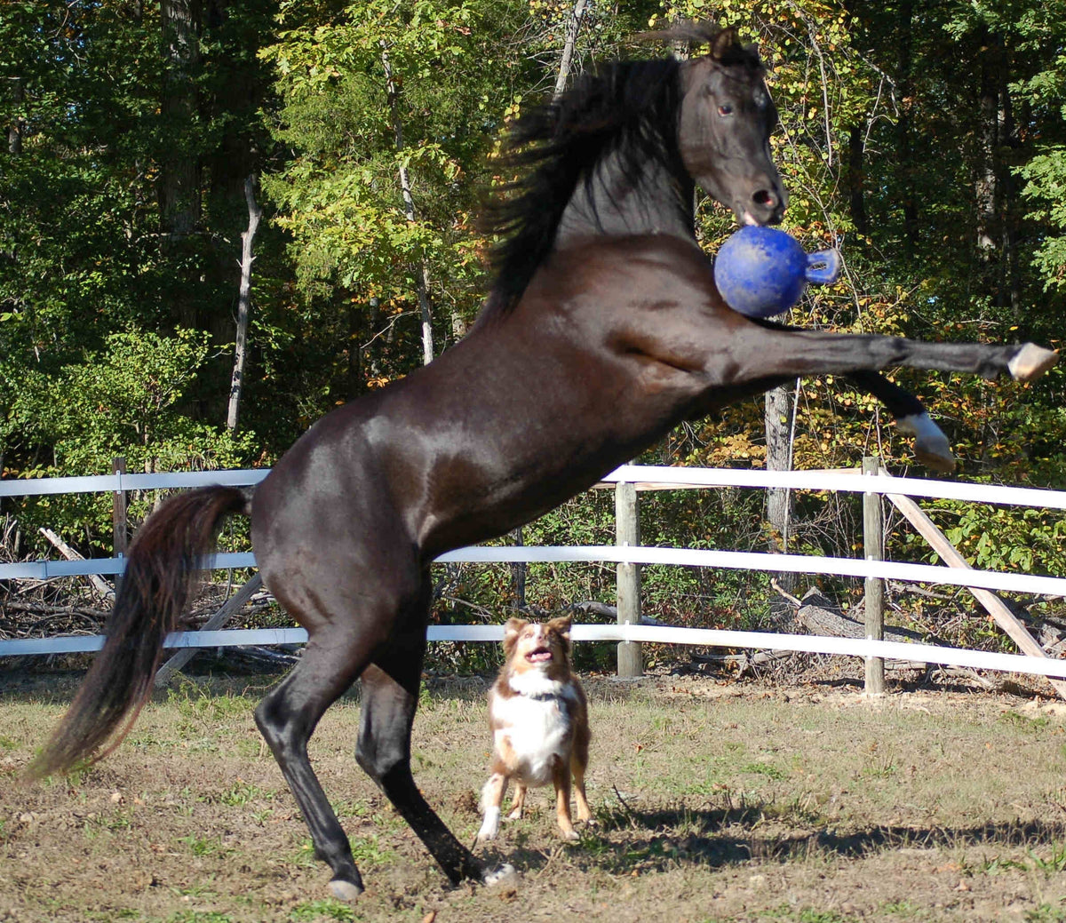Jolly Ball Rood/wit (pepermunt)