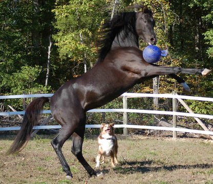 Jolly Ball Rood/wit (pepermunt)
