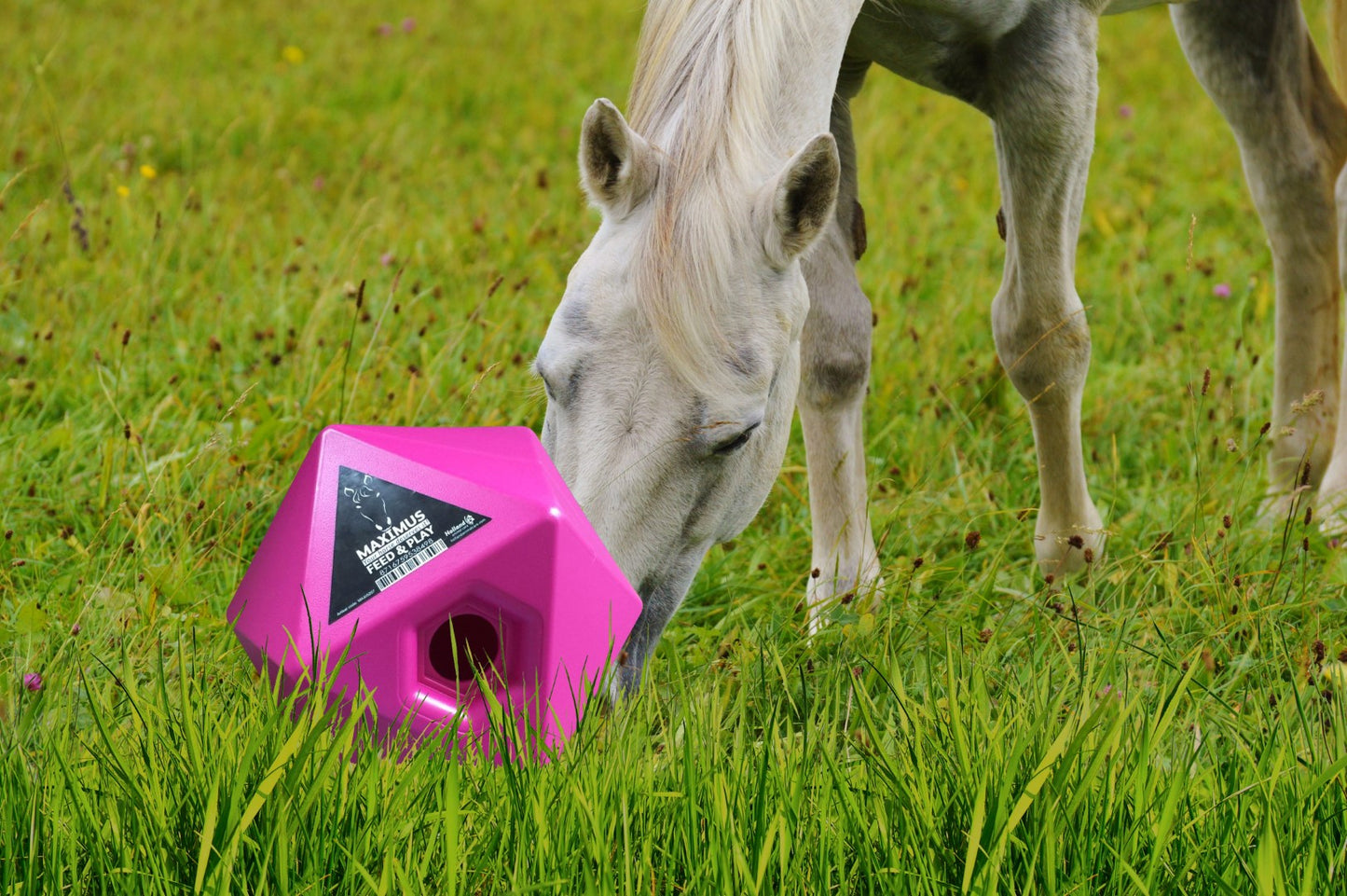 Maximus Feed & Play Roze